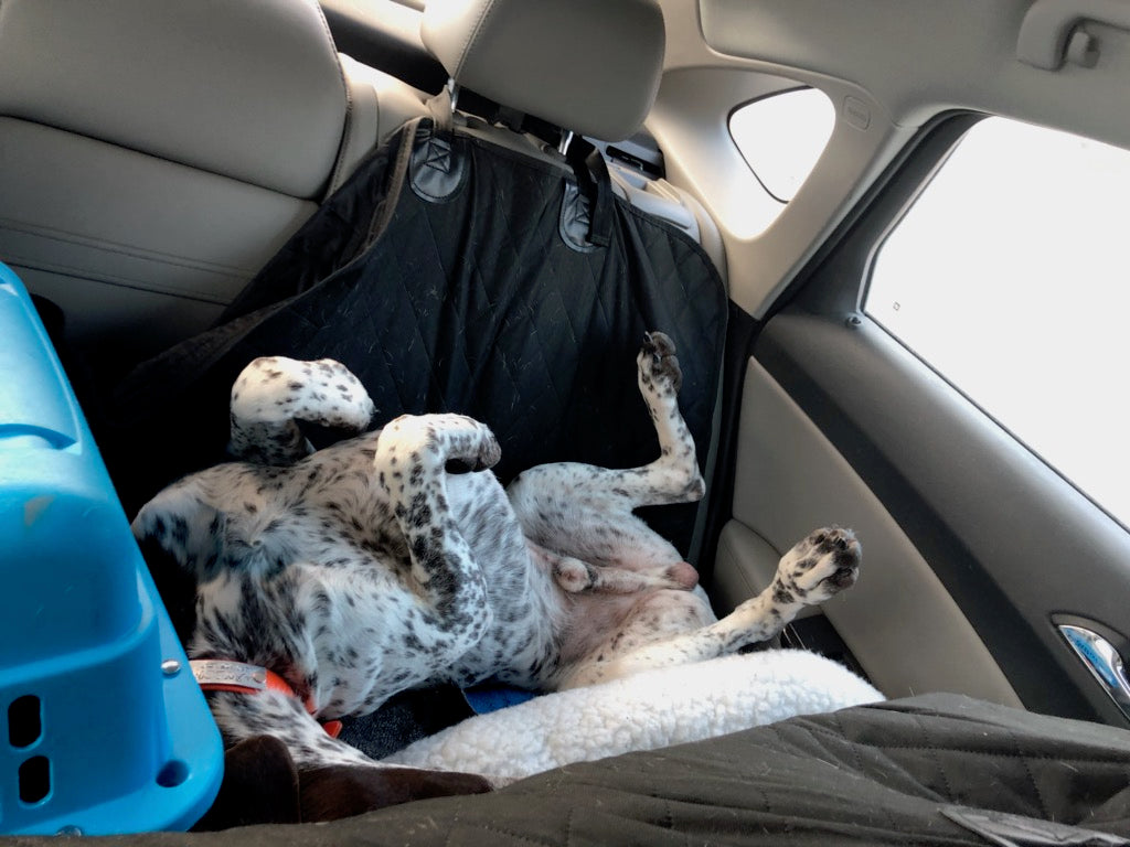 Driving halfway across Canada with 2 cats & a dog