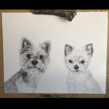 Pencil drawing: 11x14